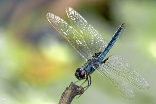 Réf. 247 119 : Urothemis edwardsii